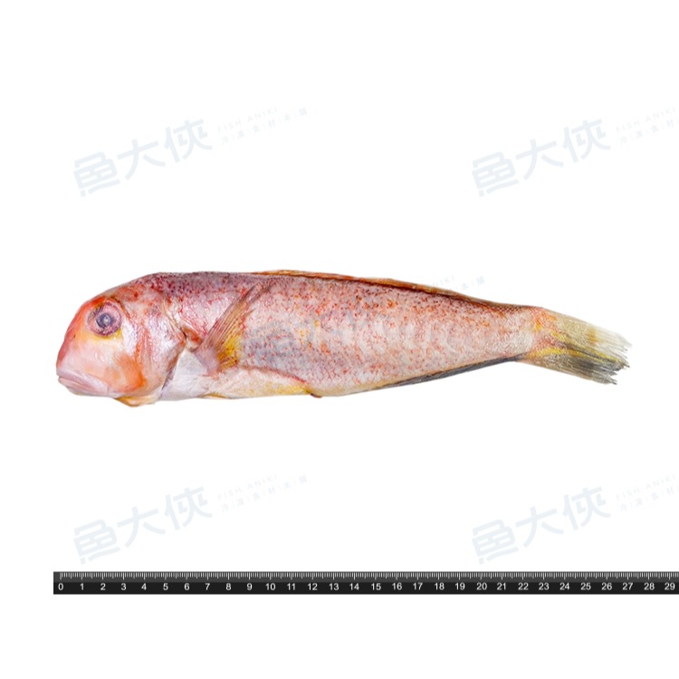 三去-紅馬頭魚(200~300g/尾)-2E4A【魚大俠】FH384-細節圖3