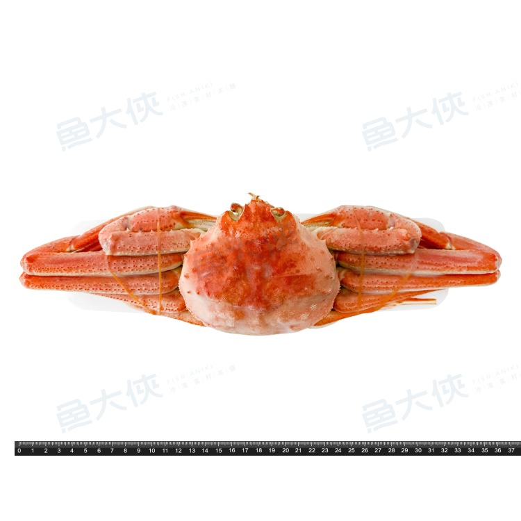 北海道-熟凍公松葉蟹(450g/隻)#整隻螃蟹肉-1G3B【魚大俠】SP146-細節圖3