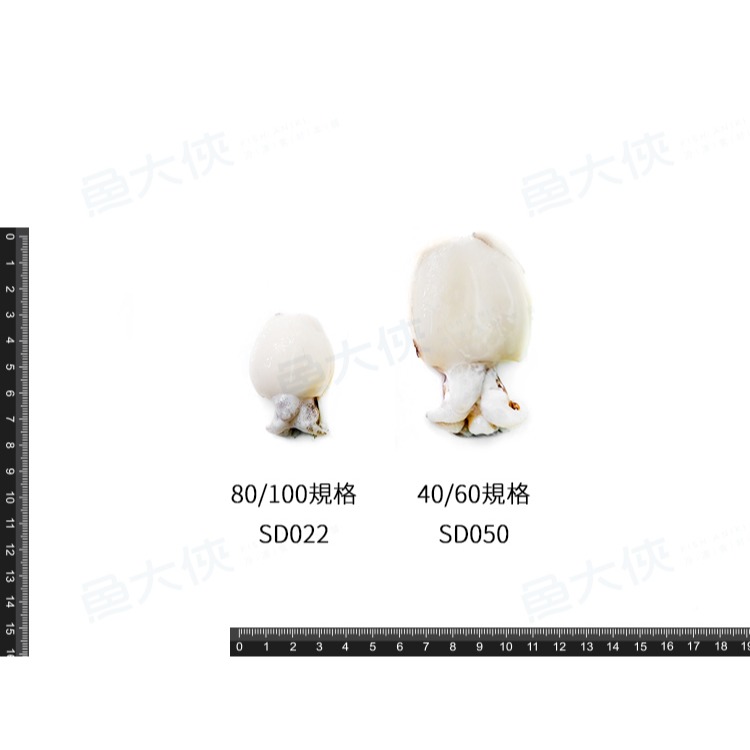 單凍小花枝40/60規格(實650g/毛1kg/包)#大顆-1H4B【魚大俠】SD050-細節圖4