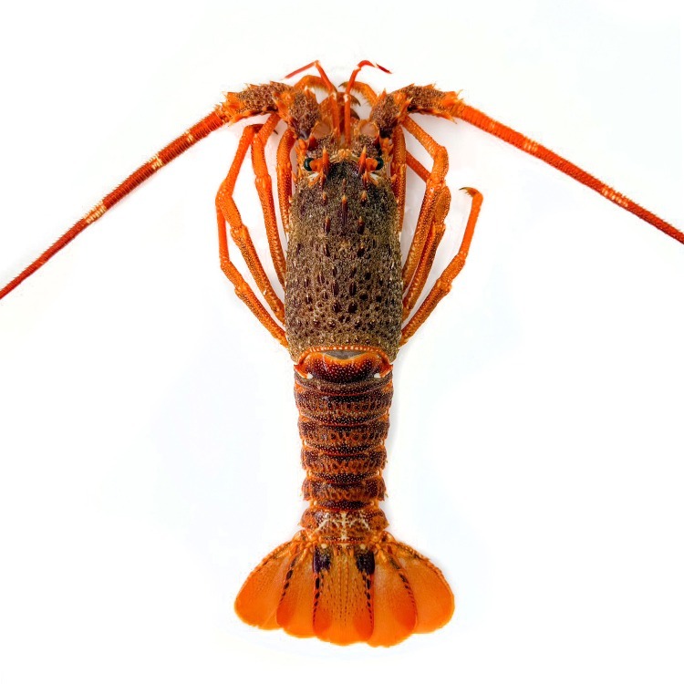 〖推推〗效期3.15法國-生凍龍蝦(200~250g/尾)-2D1B【魚大俠】SP150-細節圖2