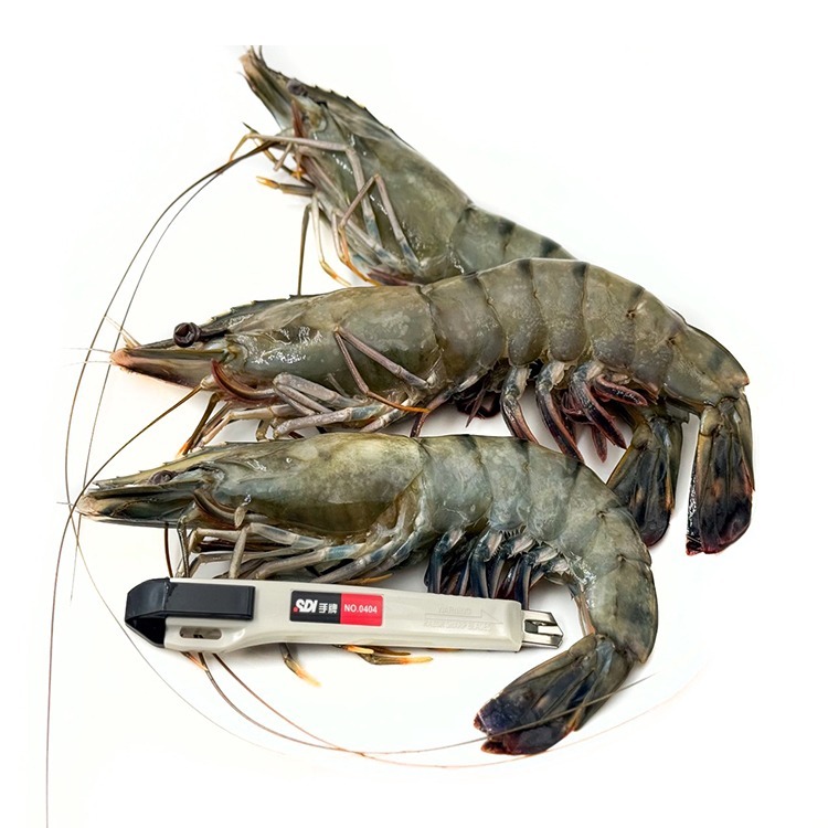 特大-海草蝦 3P裝(毛850g/實430g/盒)-1D3B【魚大俠】SP158-細節圖2