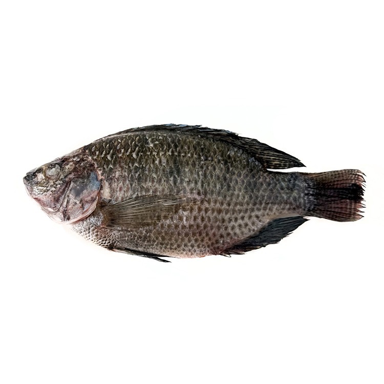 整尾-三去台灣鯛魚/吳郭魚(500~600g/尾)#半鹹水-1G3B【魚大俠】FH404-細節圖2