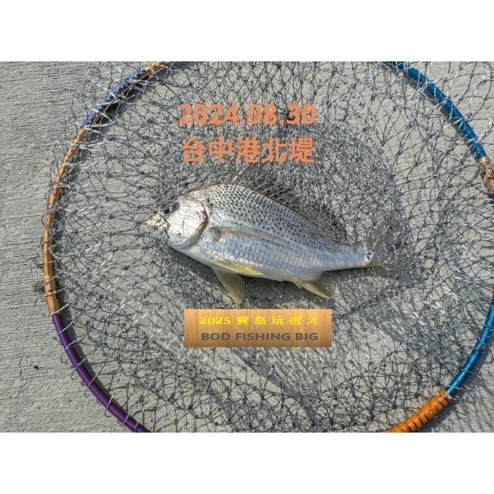 【寶島玩很大】磯釣竿 高手竿 3號 15~21尺 對準線 輕量 盒裝-細節圖5