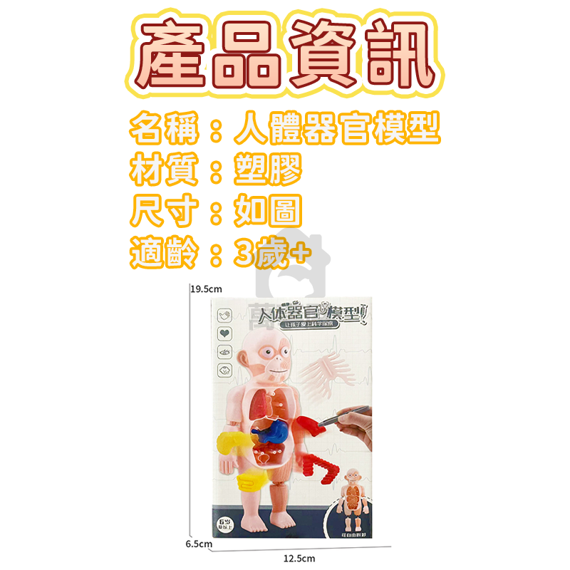 人體器官模型 人體模型 器官模型 人體玩具 認知玩具 早教玩具 器官娃娃 解剖玩具 人體器官 人體構造 A0729-細節圖2