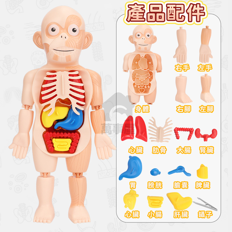 人體器官模型 人體模型 器官模型 人體玩具 認知玩具 早教玩具 器官娃娃 解剖玩具 人體器官 人體構造 A0729-細節圖3