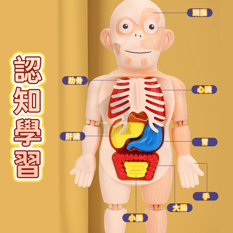 人體器官模型 人體模型 器官模型 人體玩具 認知玩具 早教玩具 器官娃娃 解剖玩具 人體器官 人體構造 A0729-細節圖4