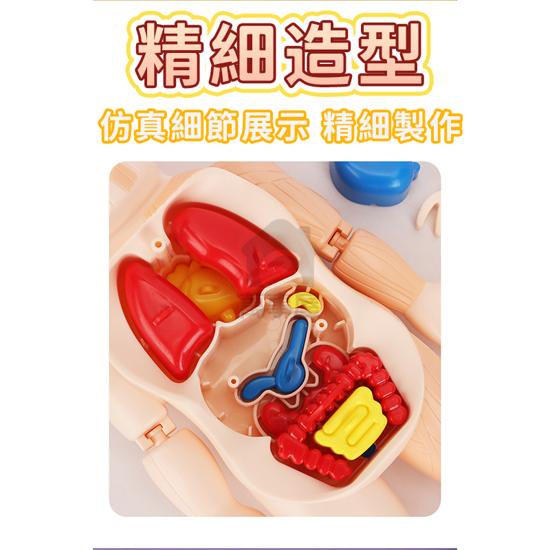 人體器官模型 人體模型 器官模型 人體玩具 認知玩具 早教玩具 器官娃娃 解剖玩具 人體器官 人體構造 A0729-細節圖5