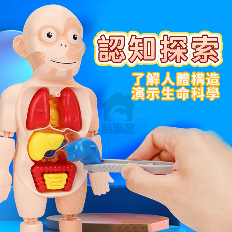 人體器官模型 人體模型 器官模型 人體玩具 認知玩具 早教玩具 器官娃娃 解剖玩具 人體器官 人體構造 A0729-細節圖6
