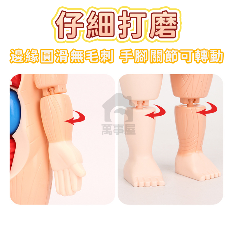 人體器官模型 人體模型 器官模型 人體玩具 認知玩具 早教玩具 器官娃娃 解剖玩具 人體器官 人體構造 A0729-細節圖7