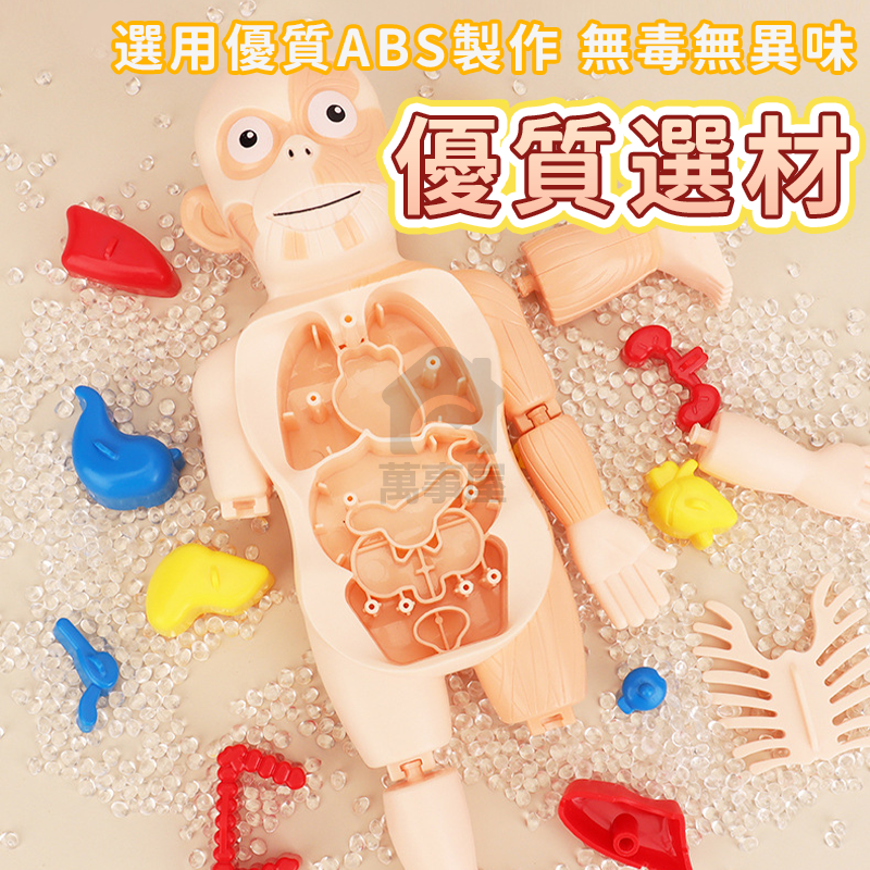 人體器官模型 人體模型 器官模型 人體玩具 認知玩具 早教玩具 器官娃娃 解剖玩具 人體器官 人體構造 A0729-細節圖8