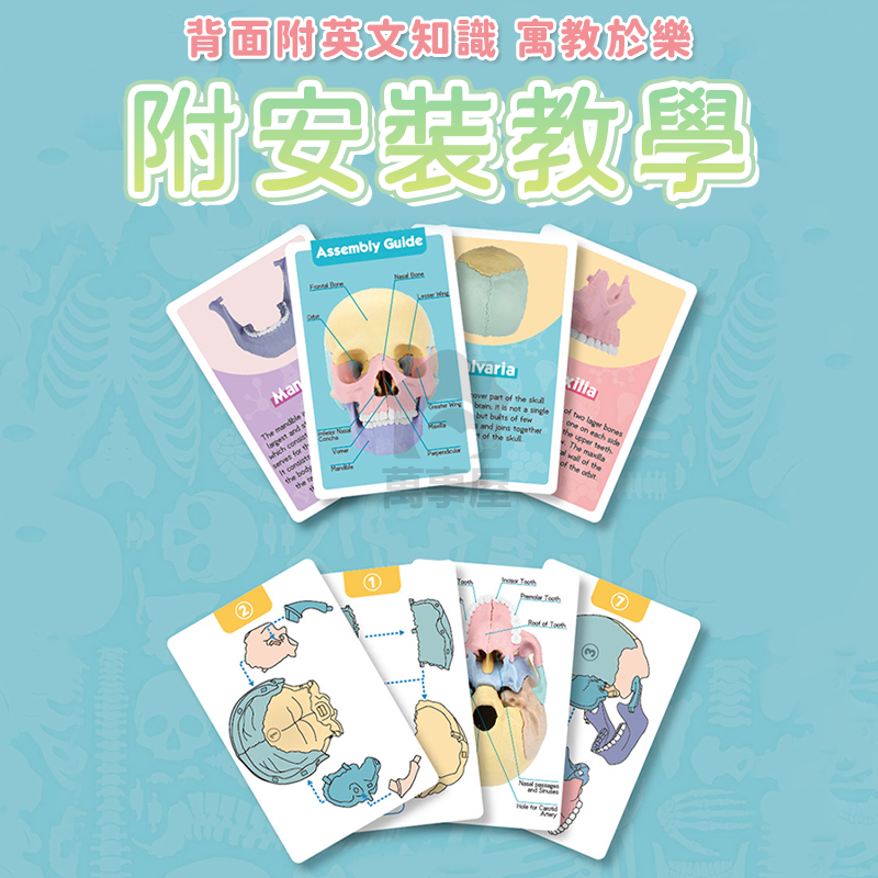 骷髏頭教學模型 1:2 人體頭骨 仿真頭骨 頭骨模型 骷髏頭 顱骨 醫學教學 骷髏頭 頭顱 器官 解剖 A0742-細節圖4