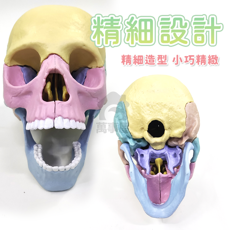 骷髏頭教學模型 1:2 人體頭骨 仿真頭骨 頭骨模型 骷髏頭 顱骨 醫學教學 骷髏頭 頭顱 器官 解剖 A0742-細節圖5