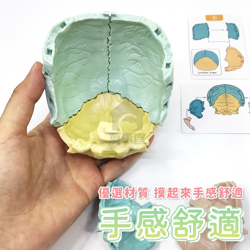 骷髏頭教學模型 1:2 人體頭骨 仿真頭骨 頭骨模型 骷髏頭 顱骨 醫學教學 骷髏頭 頭顱 器官 解剖 A0742-細節圖6