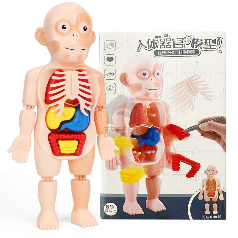 人體器官模型