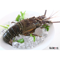 【海鮮主義】頂級龍蝦干貝經濟組2入組(龍蝦300g*2、生食級干貝200g*4)_冷凍免運