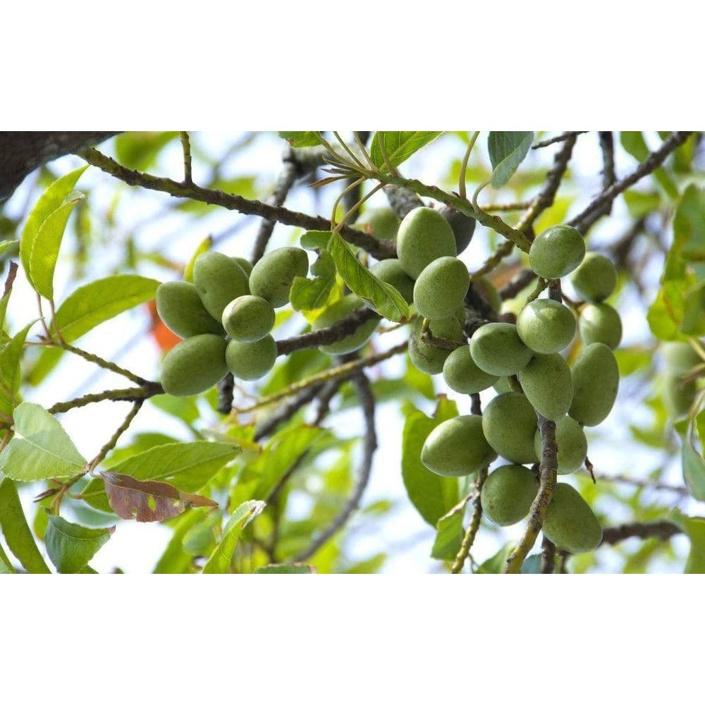 【國姓鄉農會】古早味橄欖-260g-包 (2包組)-細節圖2