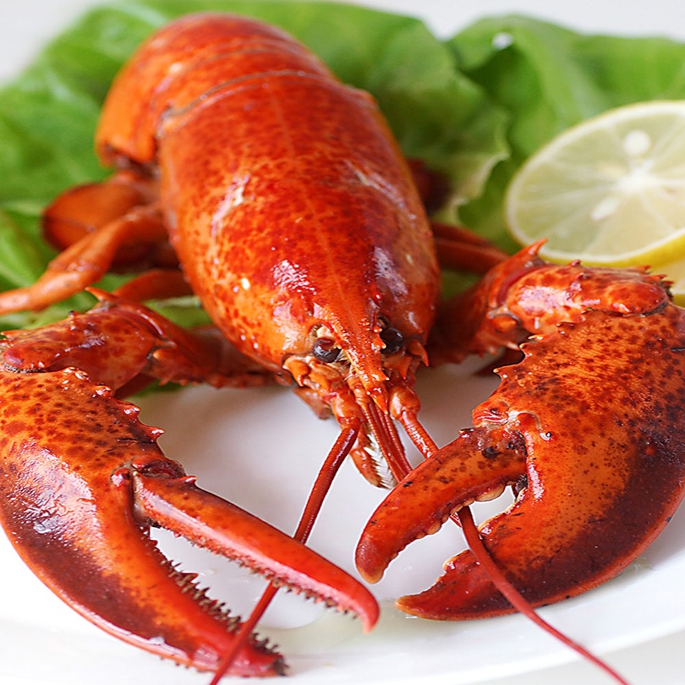 【海之醇】波士頓熟凍螯龍蝦-2隻組(450g±10%/隻)-細節圖2