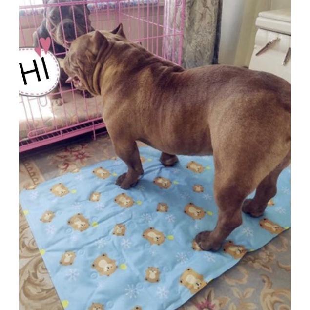 【香蕉生活館】❤️新型可愛冰墊 寵物冰墊 寵物涼墊 狗床 貓床 狗墊 貓墊 狗狗涼墊 貓咪涼墊 寵物床 寵物墊 寵物窩-細節圖5