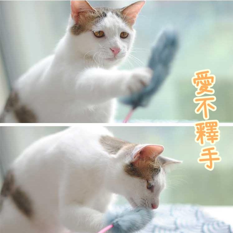 【香蕉生活館】💎 逗貓棒 兔毛逗貓棒 逗貓神器 可替換逗貓棒 逗貓桿逗 貓玩具 寵物用品 貓玩具 貓咪玩具 貓釣竿-細節圖3
