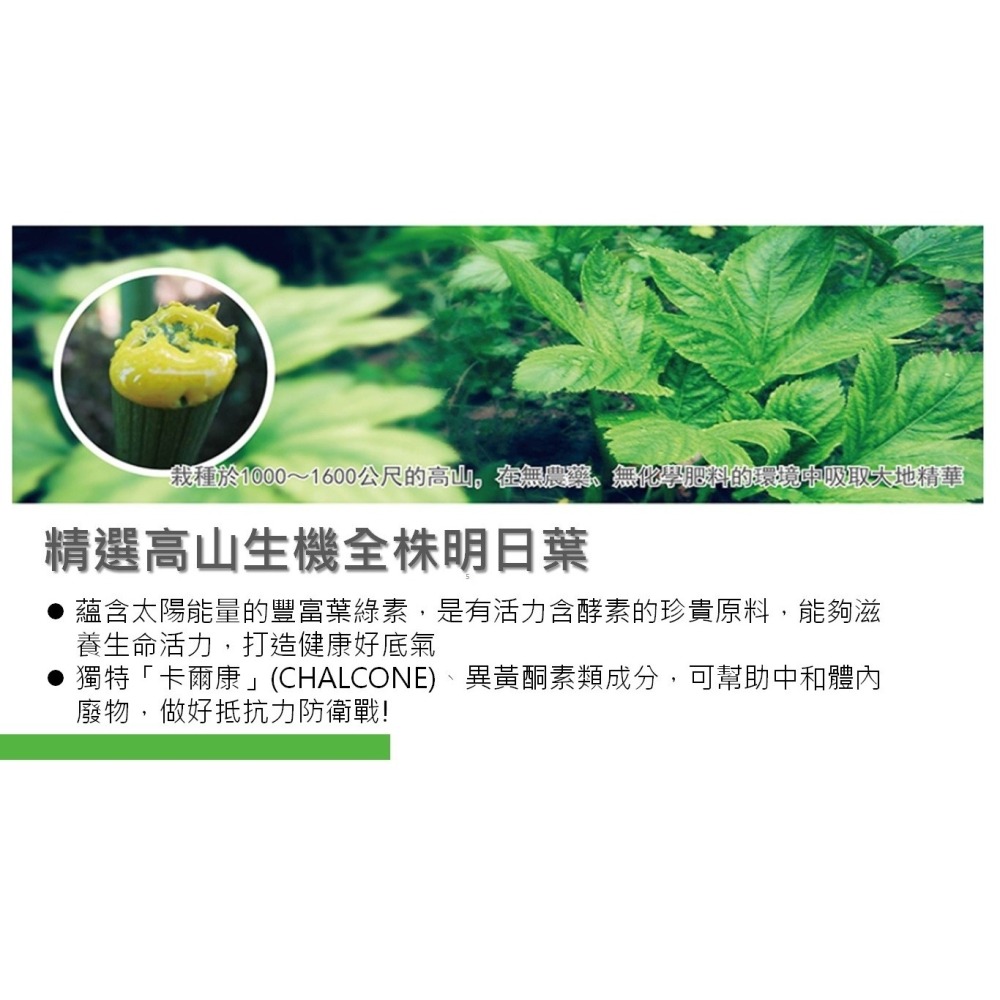 【美好人生】明日葉精力湯(30gx30包/盒)-細節圖3