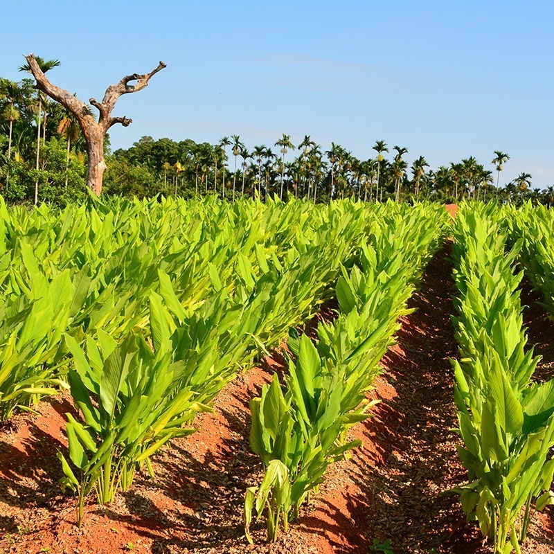【豐滿生技】台灣紅薑黃粉 (50g/瓶)-細節圖4