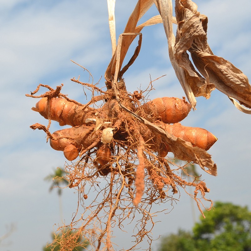 【豐滿生技】台灣秋薑黃粉 (150g/瓶)-細節圖3