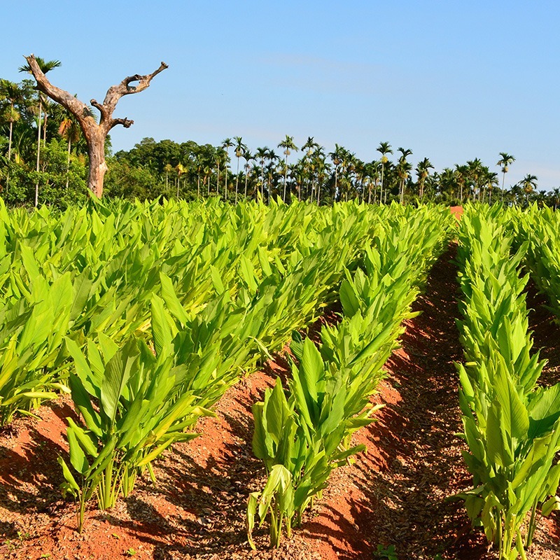 【豐滿生技】台灣秋薑黃粉 (150g/瓶)-細節圖4