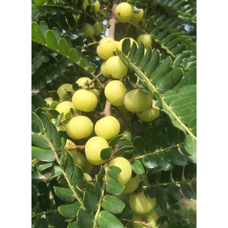 【樹重奏】有油走EX油切膠囊 (30粒/盒)-細節圖4