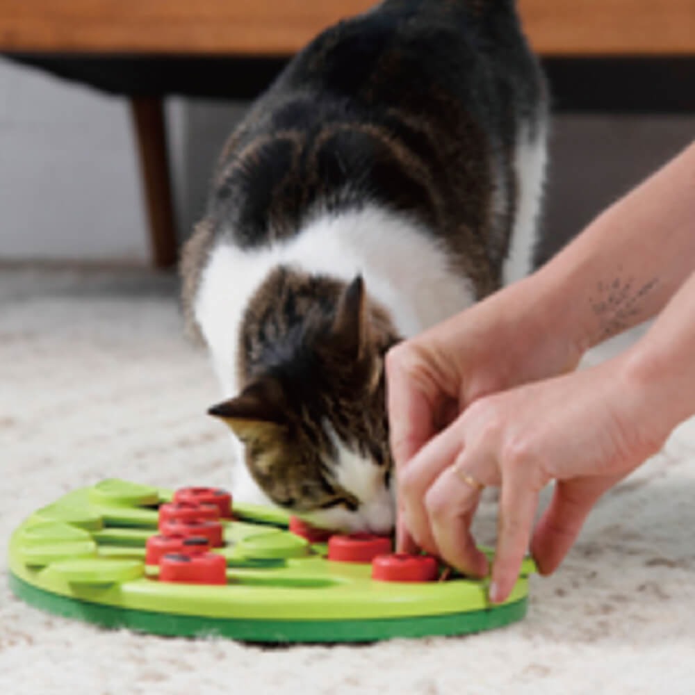 【寵物益智、抗憂鬱玩具】Nina Ottosson 趣味貓-瓢蟲軌道 LV.2-細節圖4