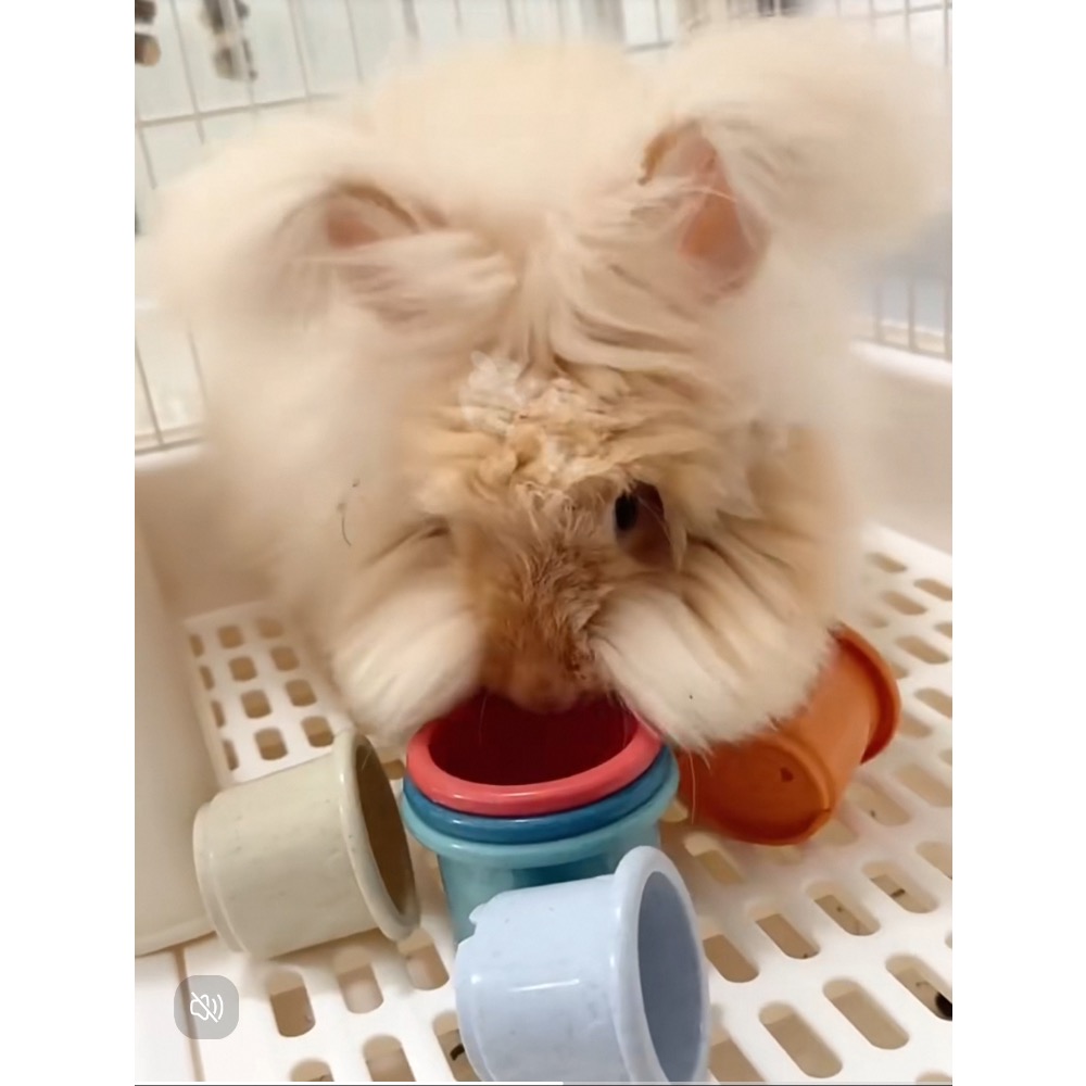 疊疊杯 兔子解悶玩具 益智 發洩 訓練 寵物兔-細節圖3