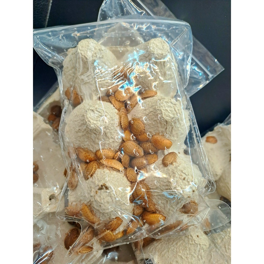 黃金杜比亞可動模型-細節圖2