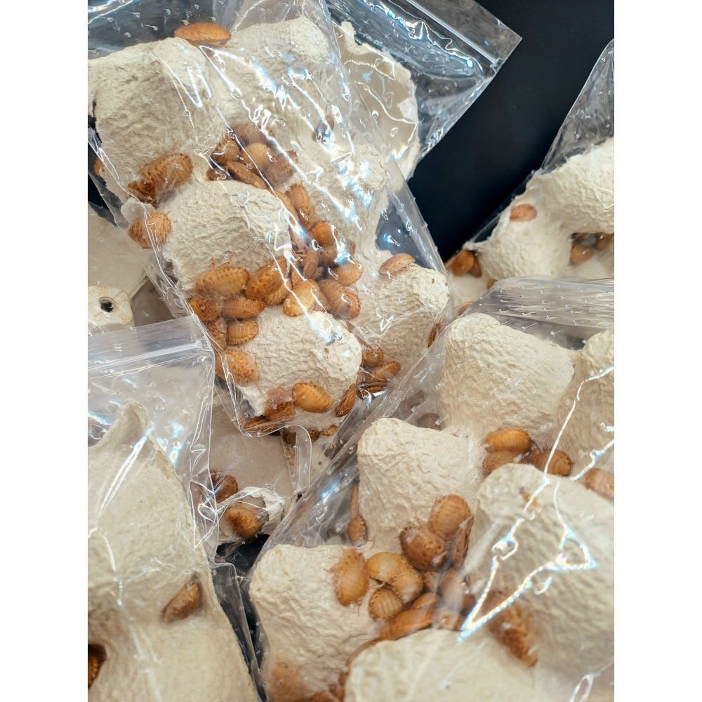 黃金杜比亞可動模型-細節圖3