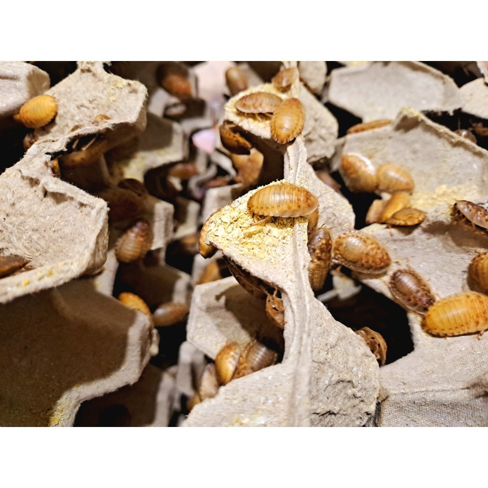 黃金杜比亞可動模型-規格圖3