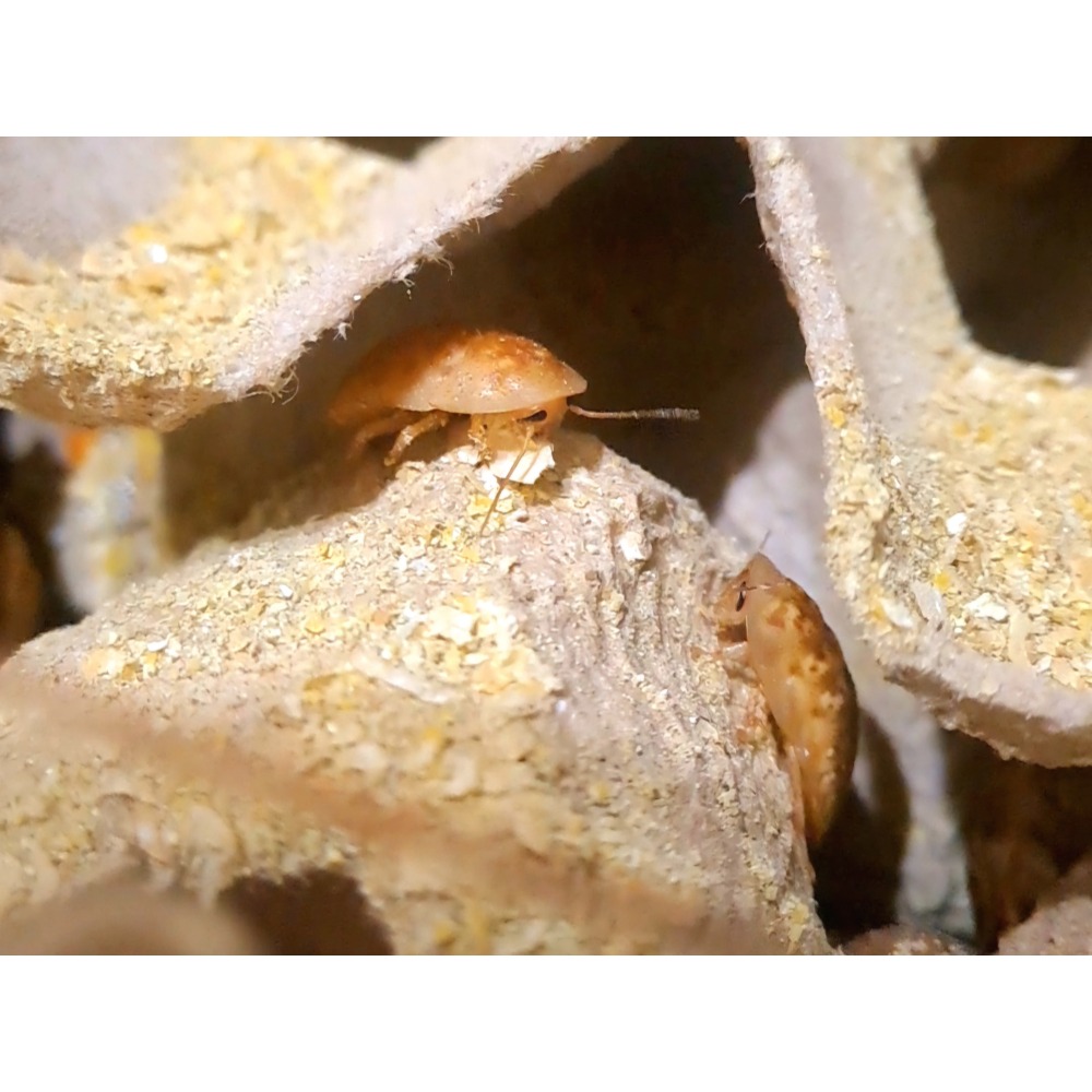 粉狀高營養飼料-細節圖2