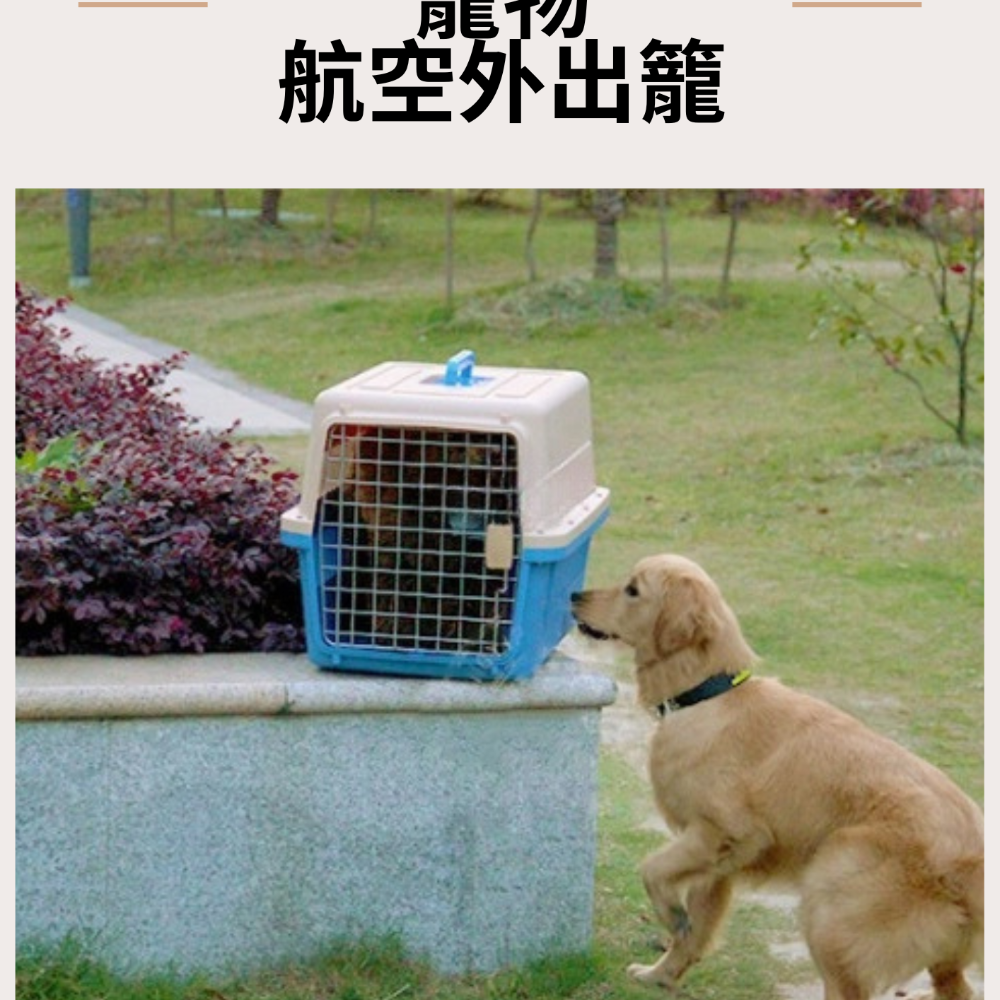 【YeeGo 億購寵物】M號 外出提籠 IATA航空運輸籠 航空箱 航空籠 航空運輸籠 外出籠 寵物提籠 狗狗外出-細節圖6