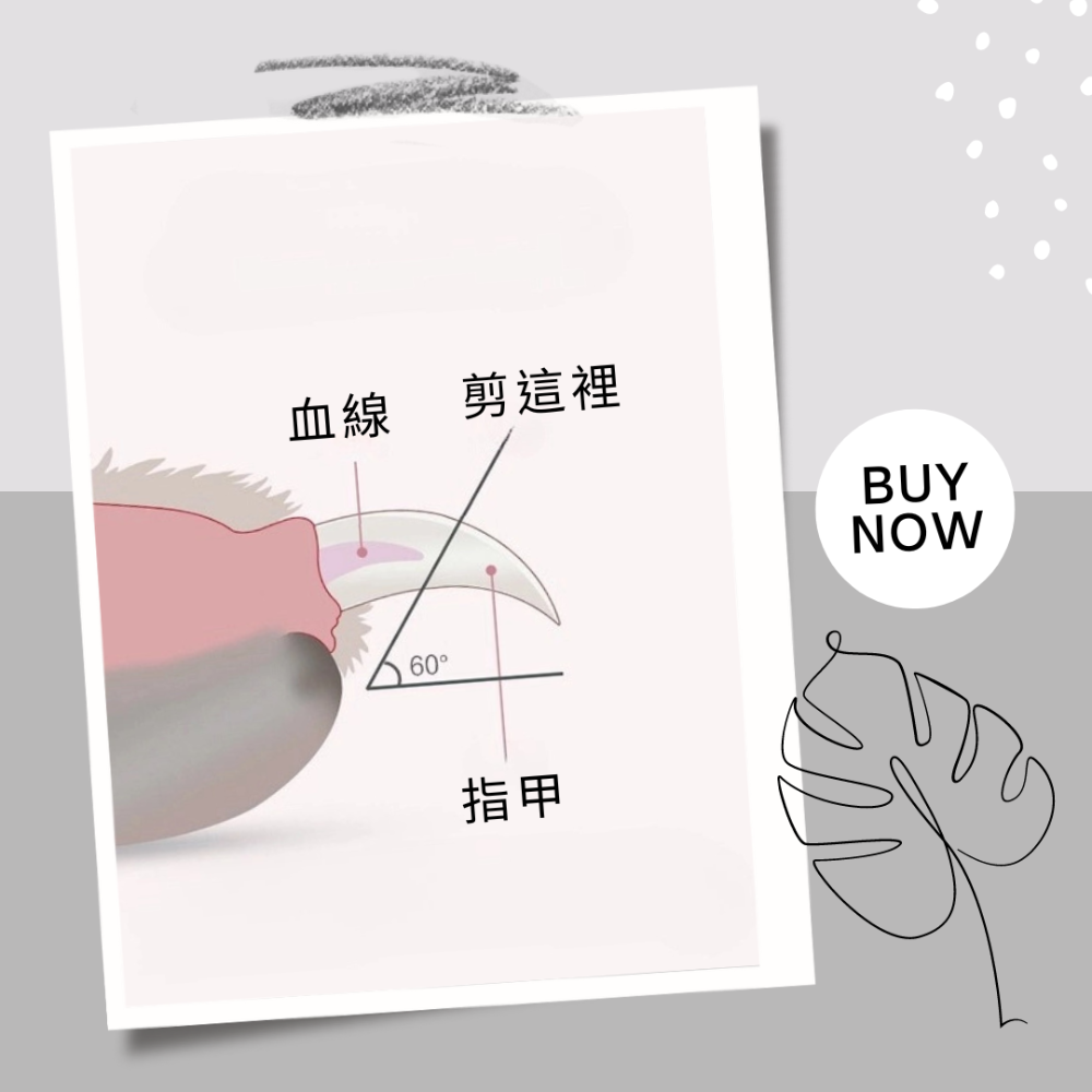 【YeeGo 億購寵物】迷你LED寵物指甲剪 寵物指甲剪  寵物修甲工具 寵物美容 LED發光指甲剪-細節圖6
