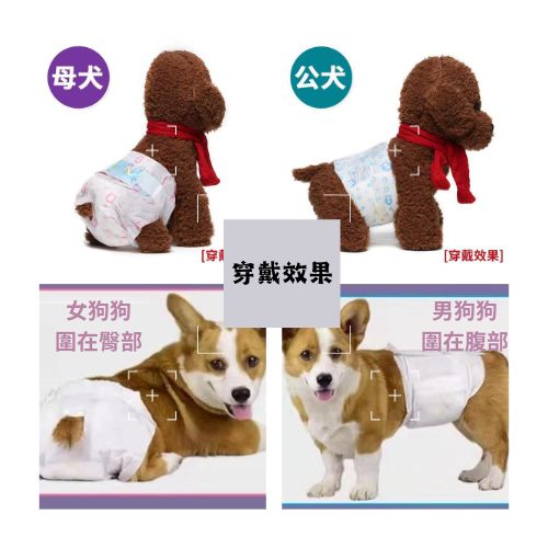 【YeeGo 億購寵物】買一送一 箱裝 母狗狗紙尿褲  寵物紙尿布 狗尿布 禮貌帶-細節圖4