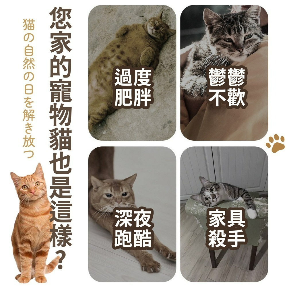 大型貓咪跑步機 寵物室內跑步機 貓跑步機 貓咪玩具 升級靜音輪-細節圖2