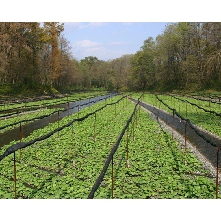 【現貨】【日本産🇯🇵】 日本駿河屋 山葵海苔 哇沙米海苔 芥末海苔 有明海苔 日本海苔-細節圖3