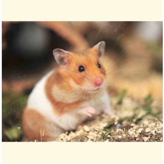 Hassy 卡拉哈里沙漠沙子 2kg/包 #鼠沙 #沐浴沙 #倉鼠沙 #鼠砂 #沐浴砂 #倉鼠砂-細節圖4