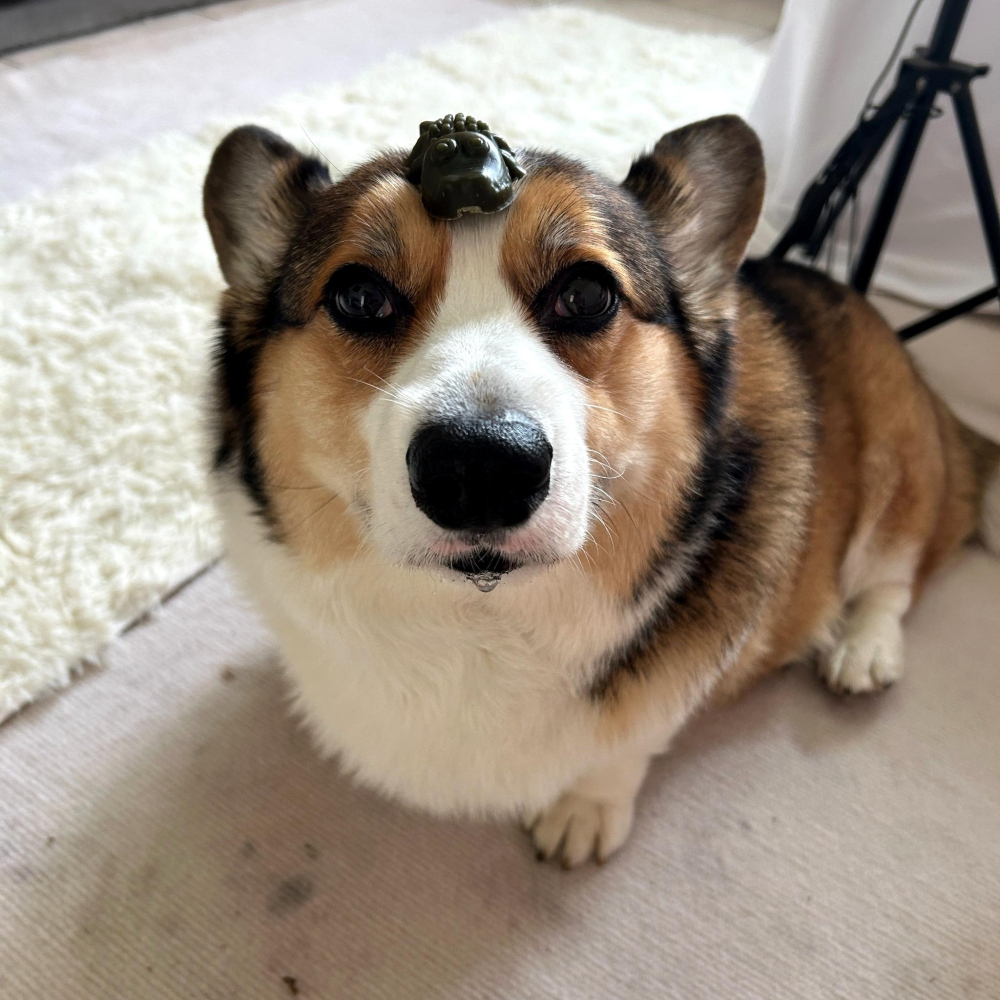 好吃又好玩😋 A Star 鱷魚造型潔牙骨🐊 狗狗潔牙骨 潔牙棒 寵物潔牙骨 寵物潔牙棒 幼犬潔牙骨 狗狗寵物零食-細節圖3