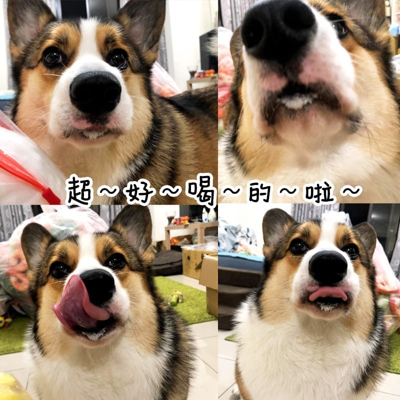 狗狗超愛！DoggyMan🥛 犬用牛奶 多格漫 寵物牛奶 狗狗牛奶狗牛奶寵物奶粉寵物喝水寵物奶狗零食寵物零食幼犬老犬-細節圖4