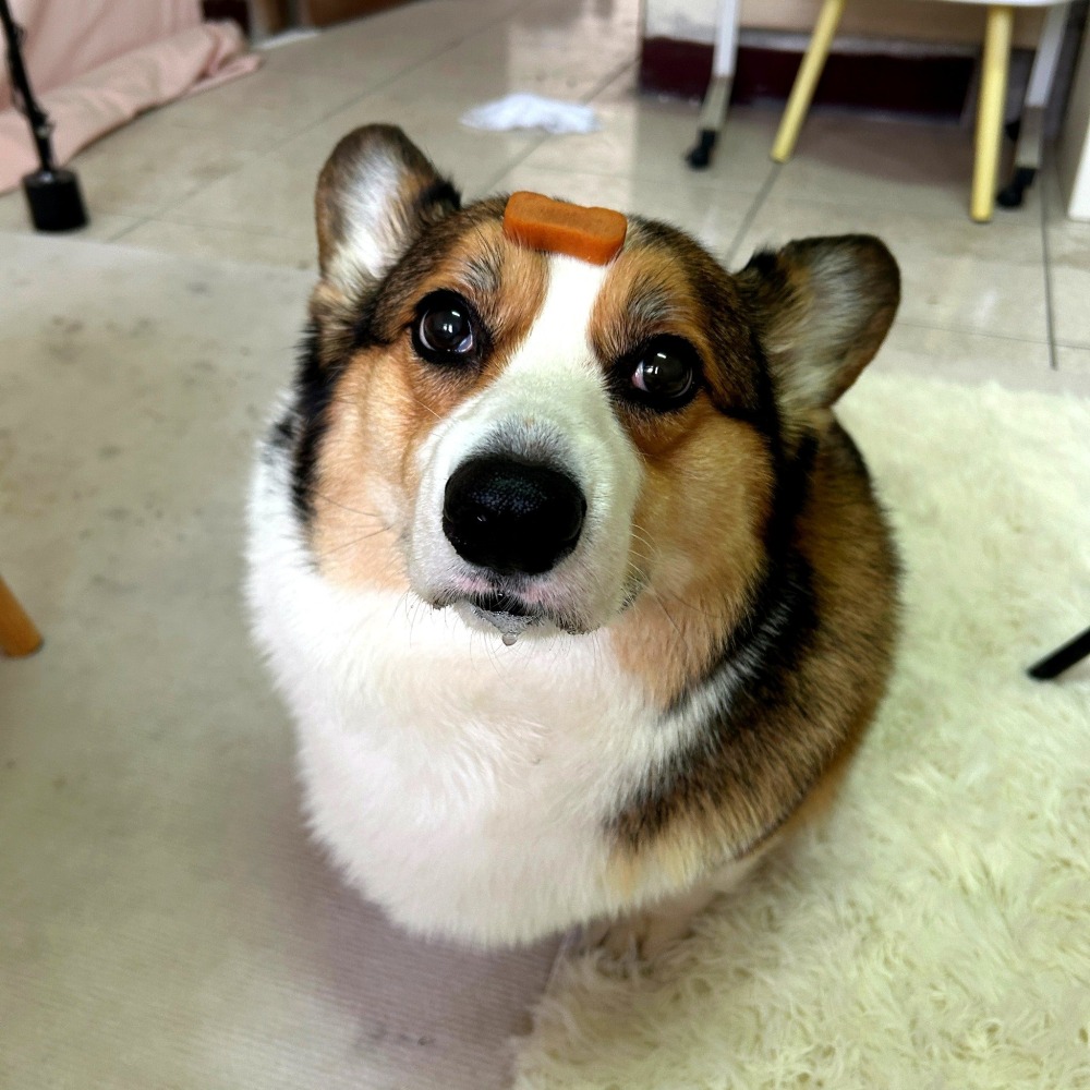 雞老大🐔 狗狗零食 狗零食 寵物零食 幼犬零食 寵物肉乾 狗狗肉乾 雞老大零食 雞肉乾 老狗 老犬 小狗零食訓練點心-細節圖4
