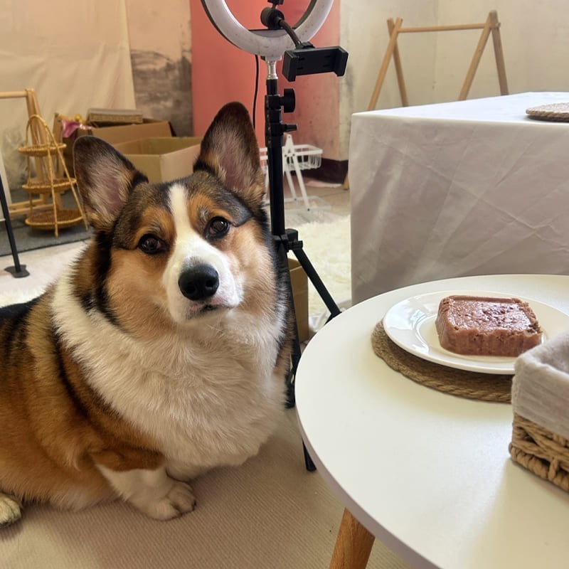 超越巔峰肉排餐盒🥩 狗餐盒 狗罐頭 狗狗罐頭 寵物罐頭 狗罐 幼犬罐頭 老狗罐頭 老犬罐頭 狗狗食物寵物食品100g-細節圖4
