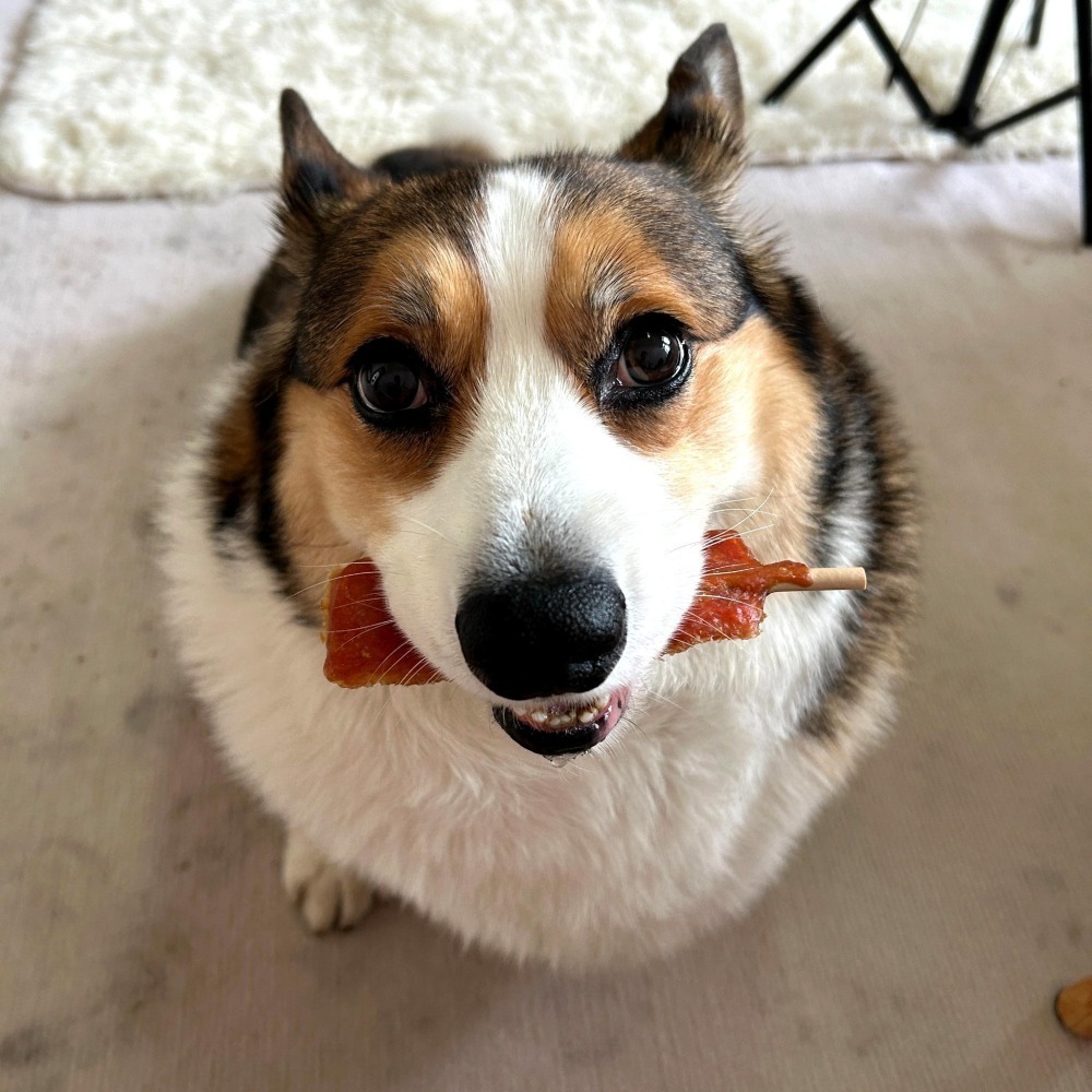 DANLO🤩 丹露板燒 寵物棒棒糖 狗狗棒棒糖狗棒棒糖狗零食寵物零食狗狗零食寵物肉乾狗狗肉乾狗肉乾幼犬零食寵物食品狗-細節圖3