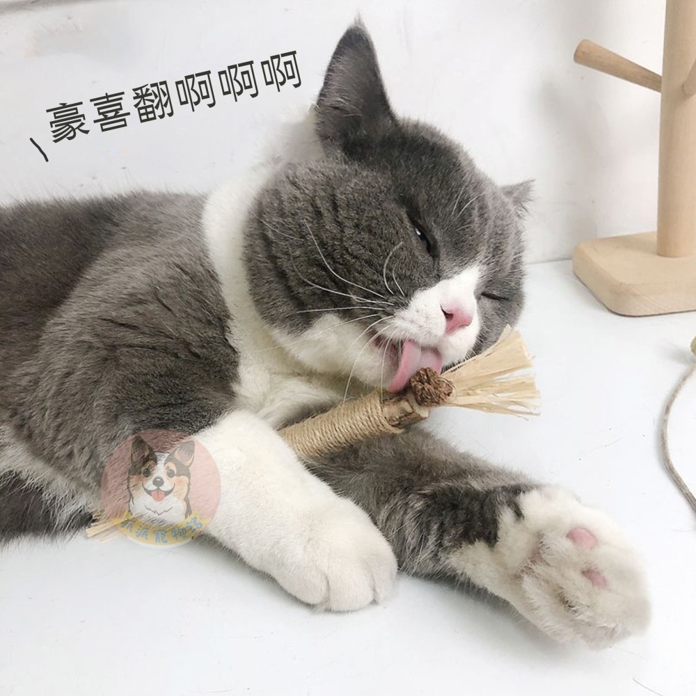 🍃木天蓼/貓薄荷系列🍃 木天蓼 貓薄荷 貓薄荷球蟲癭果拉菲草木天蓼棒貓草棒木天寥貓薄荷草貓草球貓磨牙貓玩具貓咪玩具-細節圖6