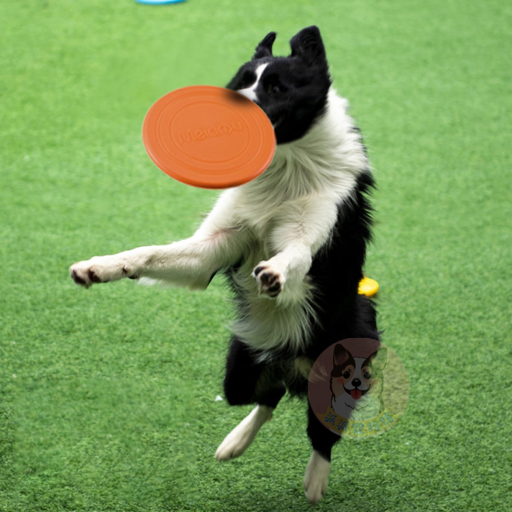 狗狗飛盤🥏 狗玩具 狗狗玩具 寵物玩具 大狗玩具 狗飛盤 寵物飛盤 戶外玩具 互動玩具 中大型犬 黃金獵犬邊境牧羊犬-細節圖2