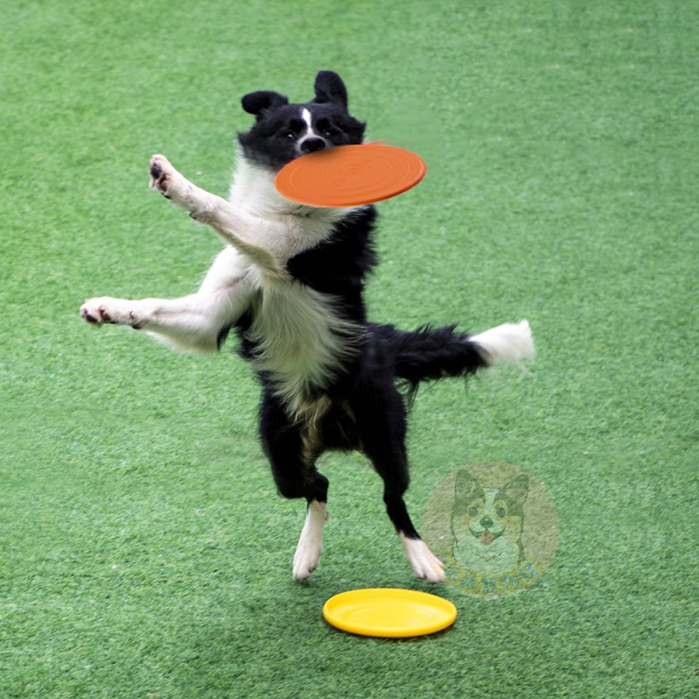 狗狗飛盤🥏 狗玩具 狗狗玩具 寵物玩具 大狗玩具 狗飛盤 寵物飛盤 戶外玩具 互動玩具 中大型犬 黃金獵犬邊境牧羊犬-細節圖3