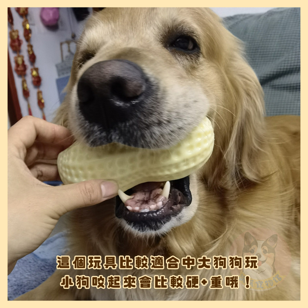超激厚❗耐咬花生玩具🥜 大型犬 大狗玩具 狗玩具 仿真玩具 發聲玩具 狗狗玩具 寵物玩具 磨牙潔牙玩具TPR花生狗狗-細節圖3