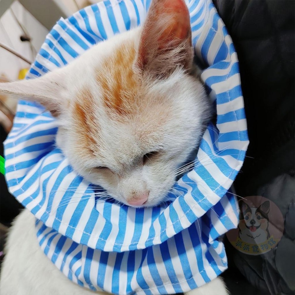 寵物條紋頭罩☘️ 防咬頭套 寵物頭套 狗狗頭套 狗頭套 貓頭套 貓咪頭套 伊莉莎白頭套 防抓防舔頭套羞恥甜甜圈寵物用品-細節圖3